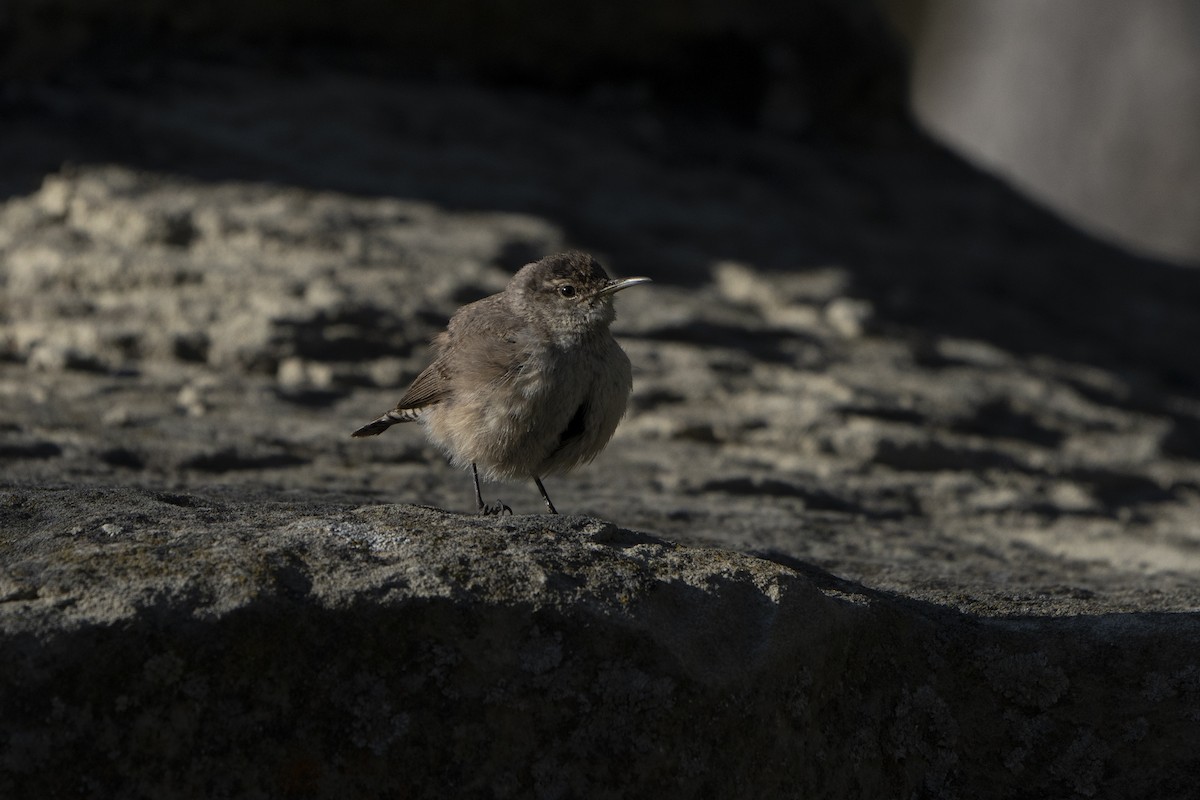 Rock Wren - ML622078177