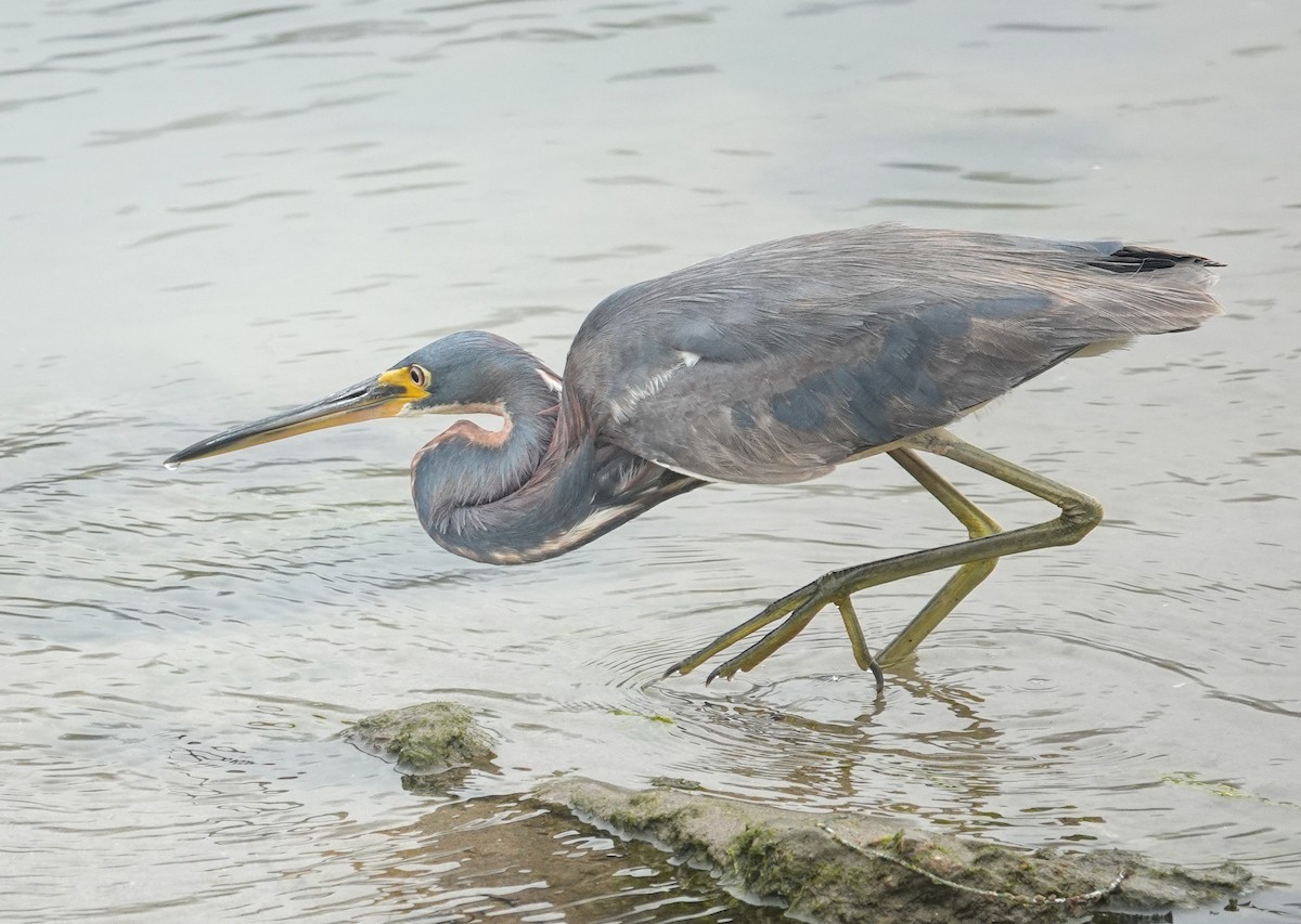 Tricolored Heron - ML622078189