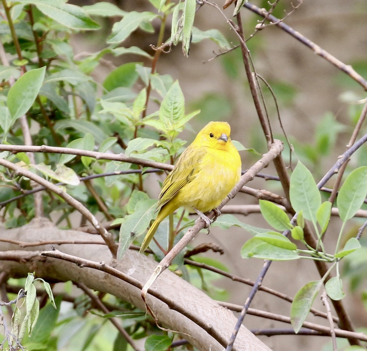 Saffron Finch - ML622078205