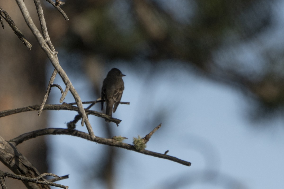 Western Wood-Pewee - ML622078207