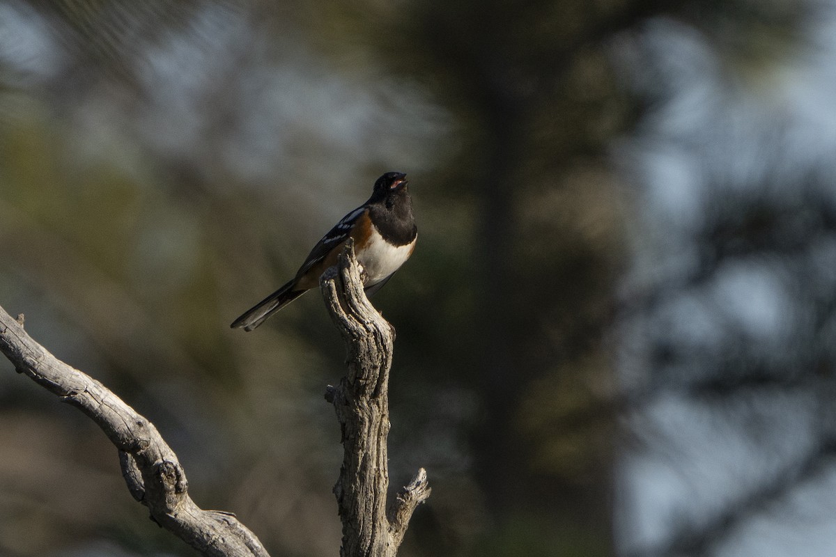 Spotted Towhee - ML622078211