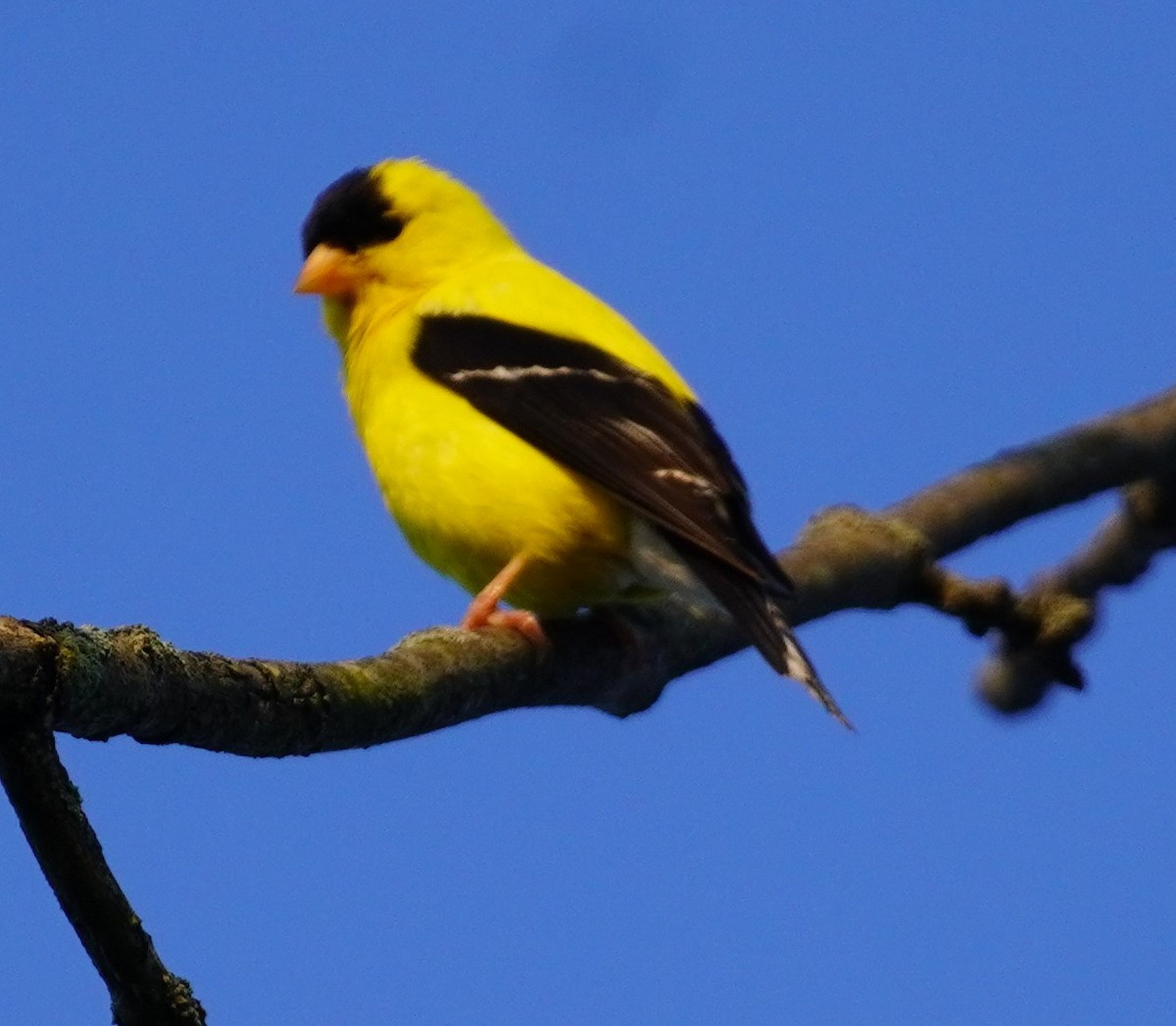 Chardonneret jaune - ML622078217