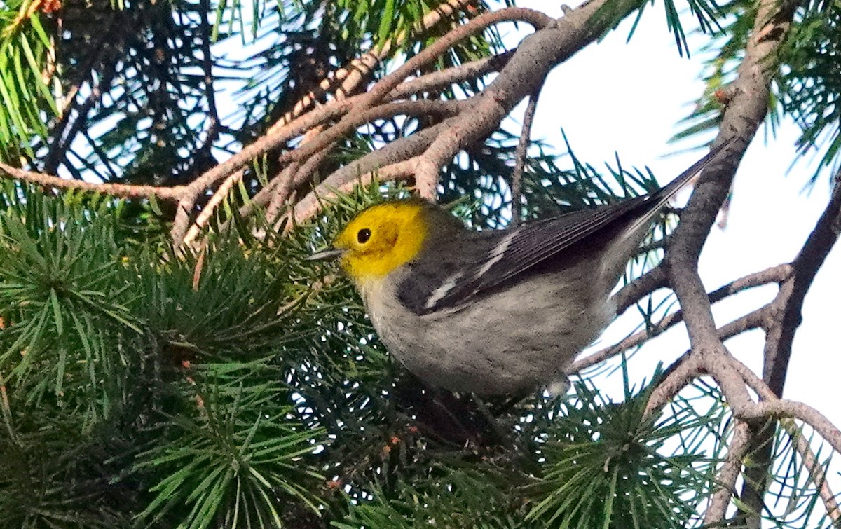 Paruline à tête jaune - ML622078218