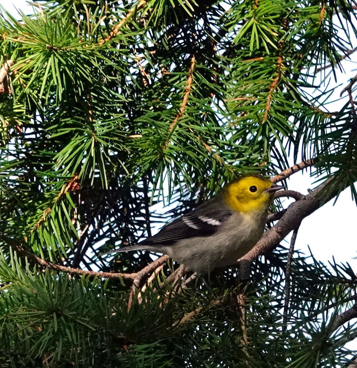 Paruline à tête jaune - ML622078219