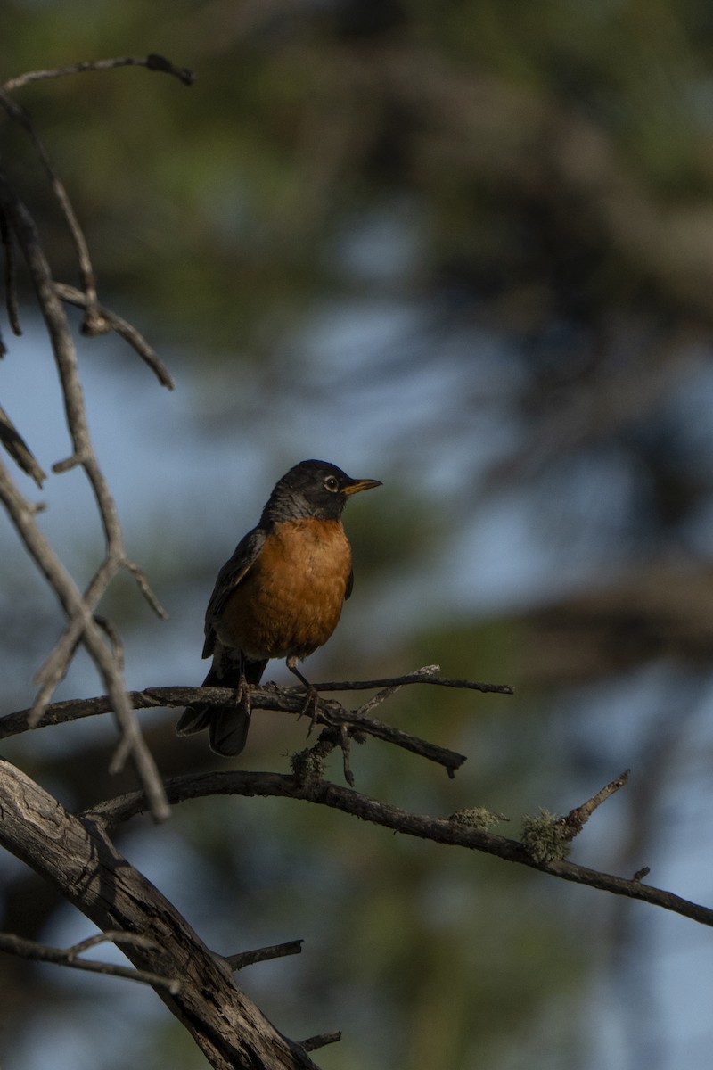 American Robin - ML622078220