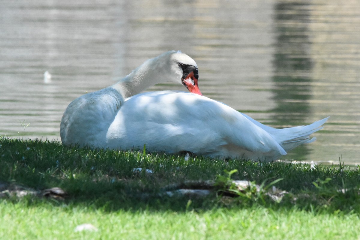 Cygne tuberculé - ML622078222