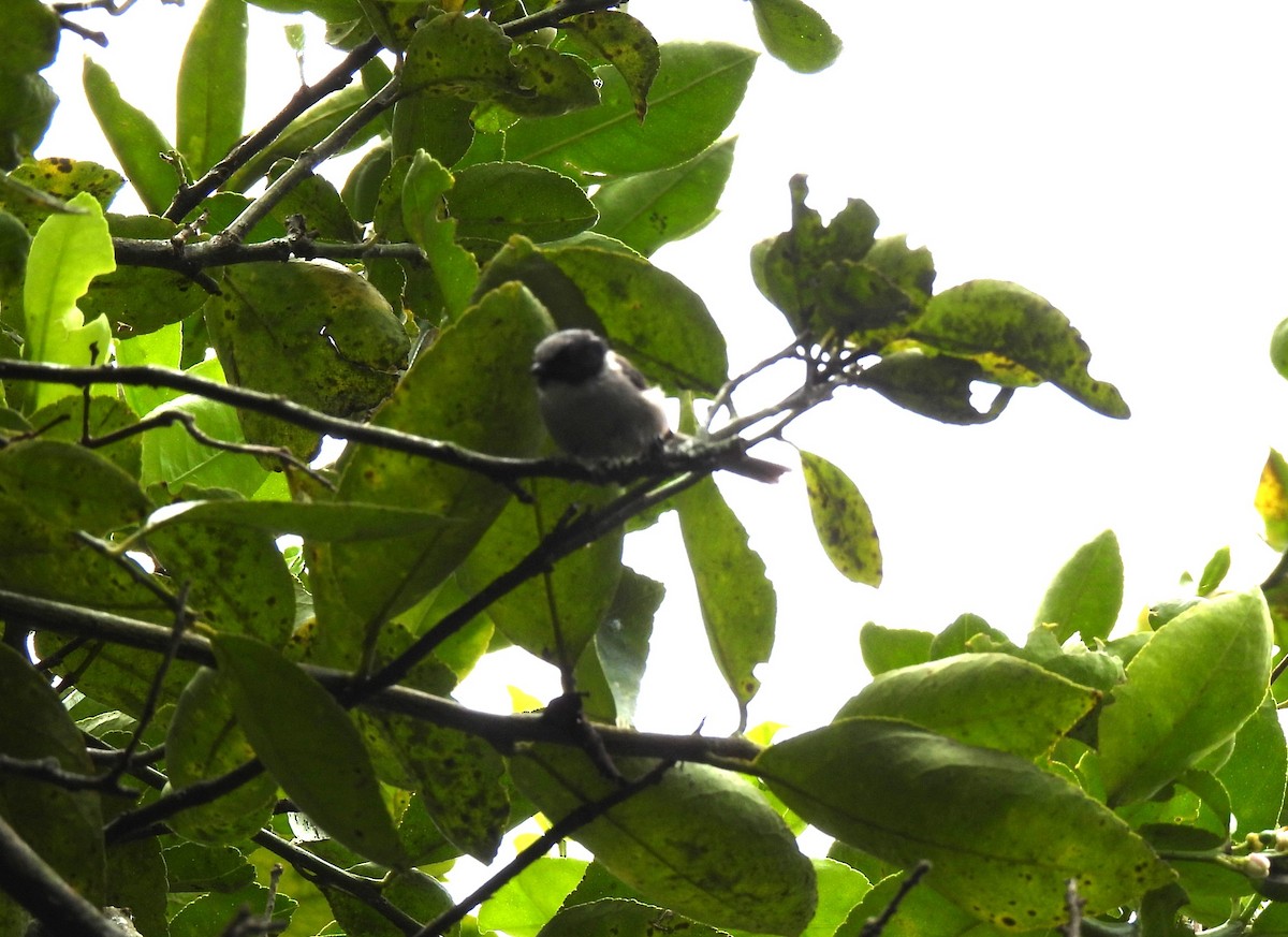 Bushtit - María Eugenia Paredes Sánchez