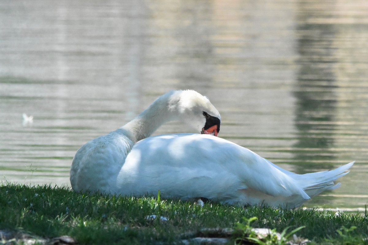 Cygne tuberculé - ML622078225