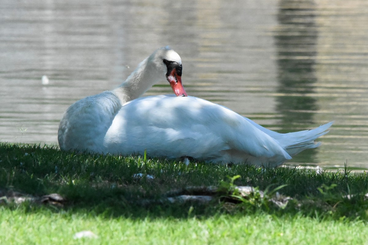 Cygne tuberculé - ML622078226