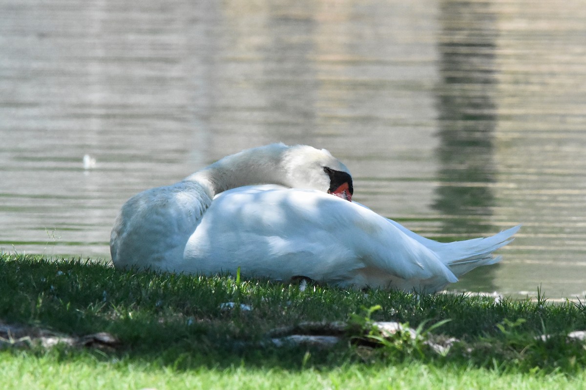 Cygne tuberculé - ML622078228