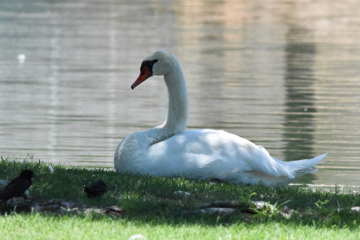 Cygne tuberculé - ML622078229