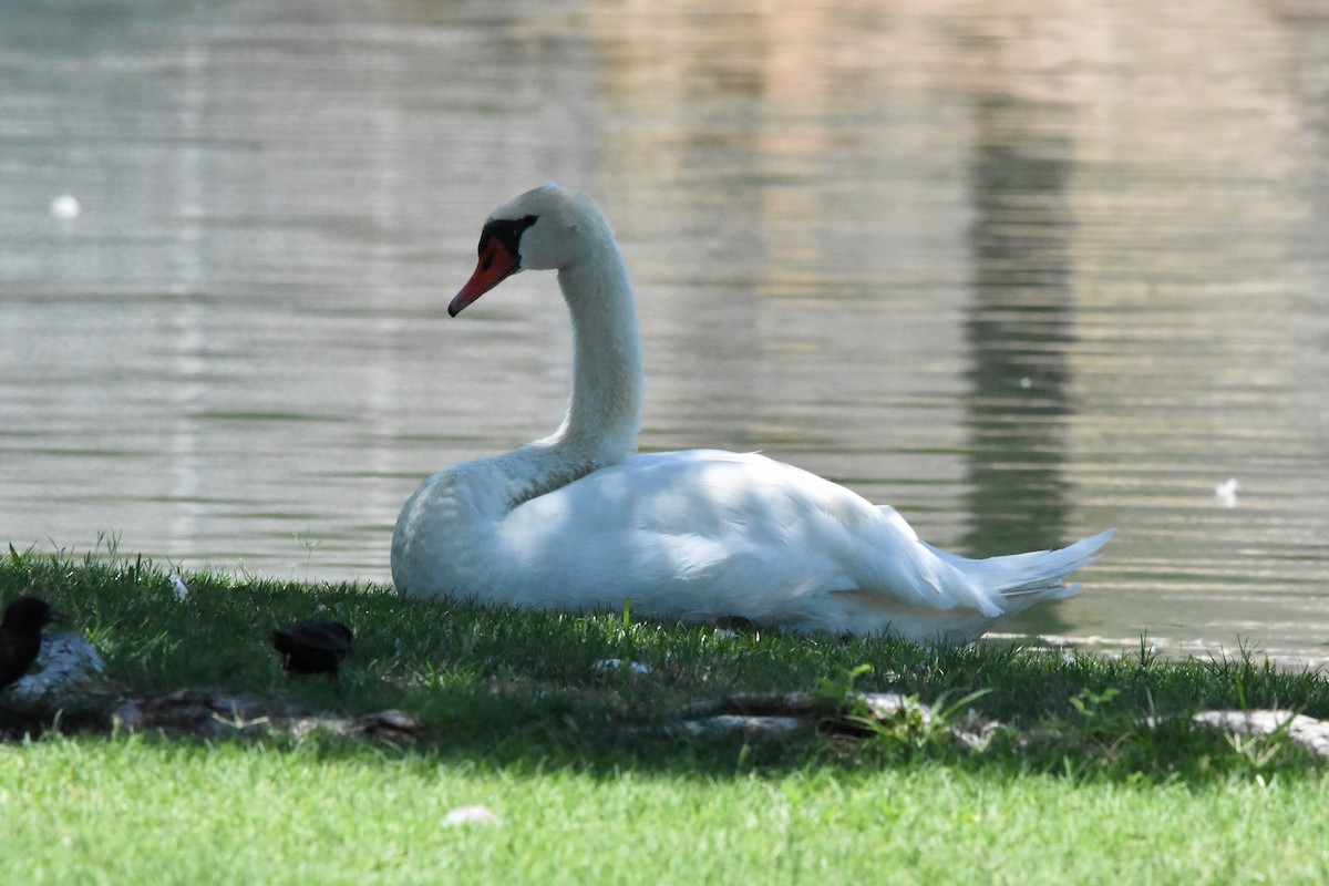 Cygne tuberculé - ML622078230