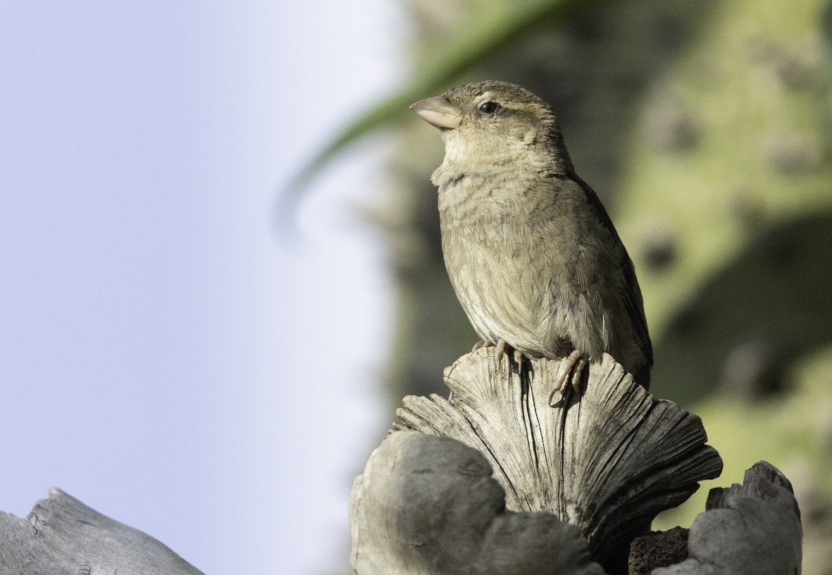 Moineau domestique - ML622078231