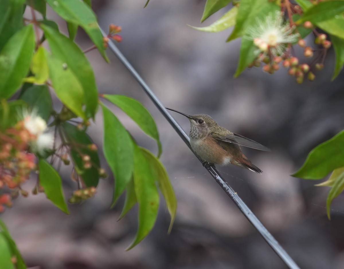 Colibri roux ou C. d'Allen - ML622078232