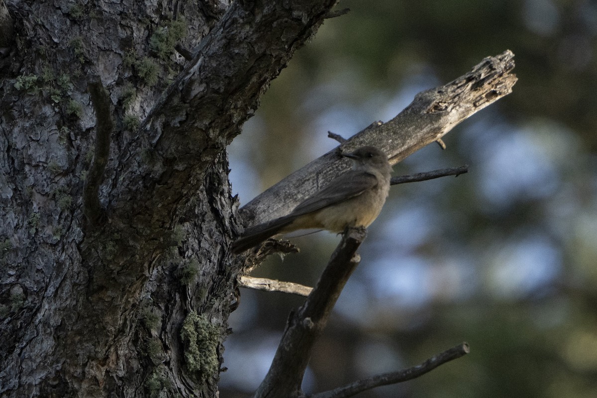 Say's Phoebe - ML622078236