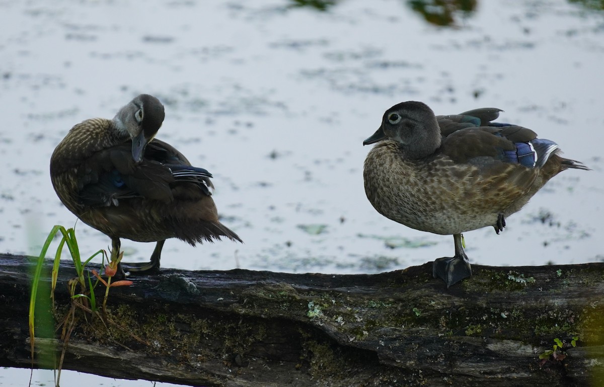 Canard branchu - ML622078237