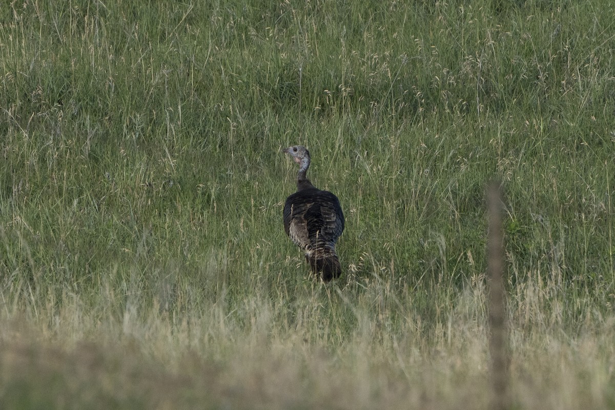 Wild Turkey - ML622078240