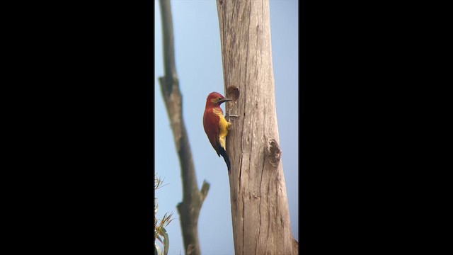 Crimson-mantled Woodpecker - ML622078241
