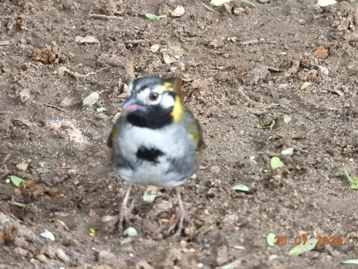 White-eared Ground-Sparrow - María Eugenia Paredes Sánchez