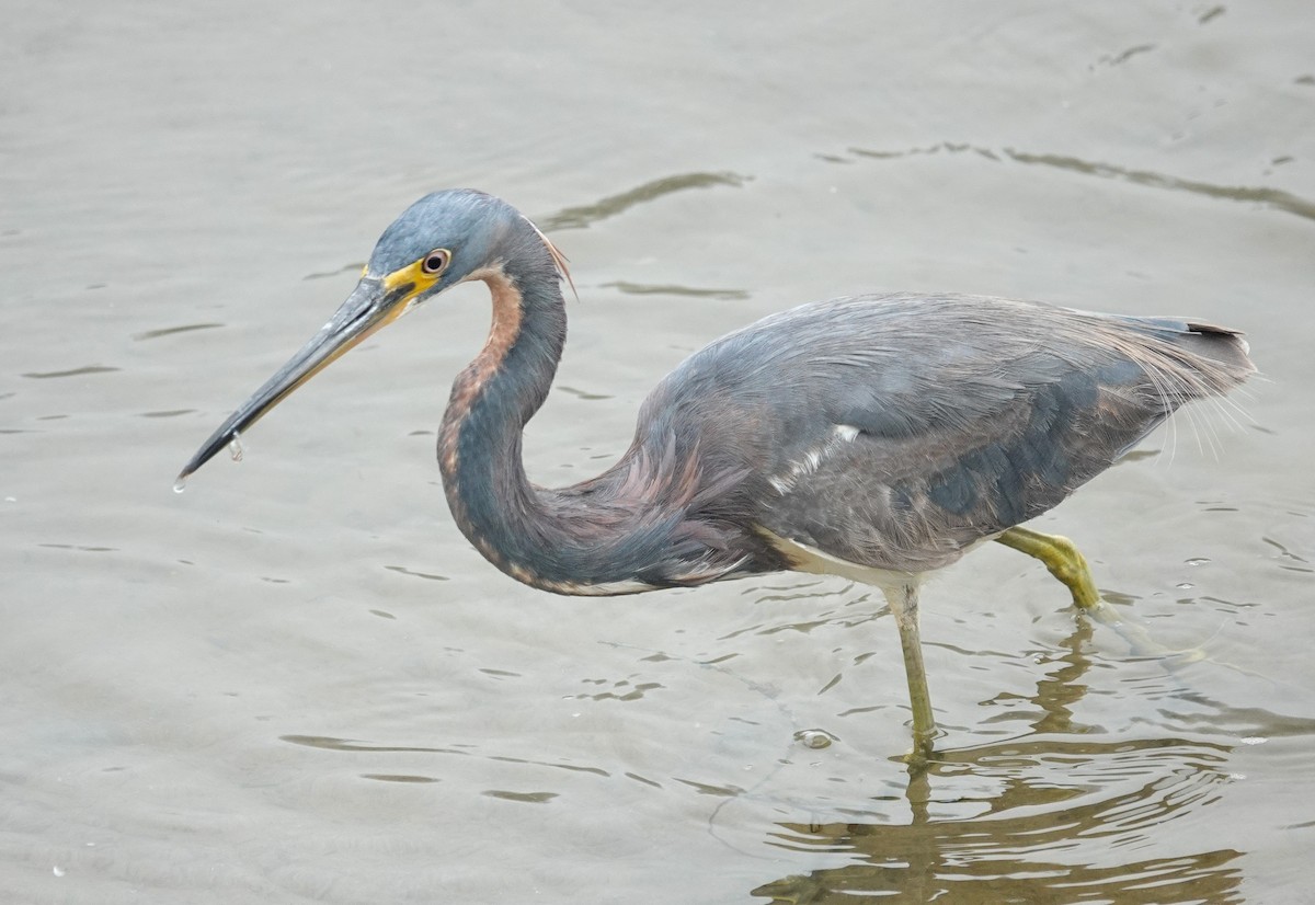 Tricolored Heron - ML622078254