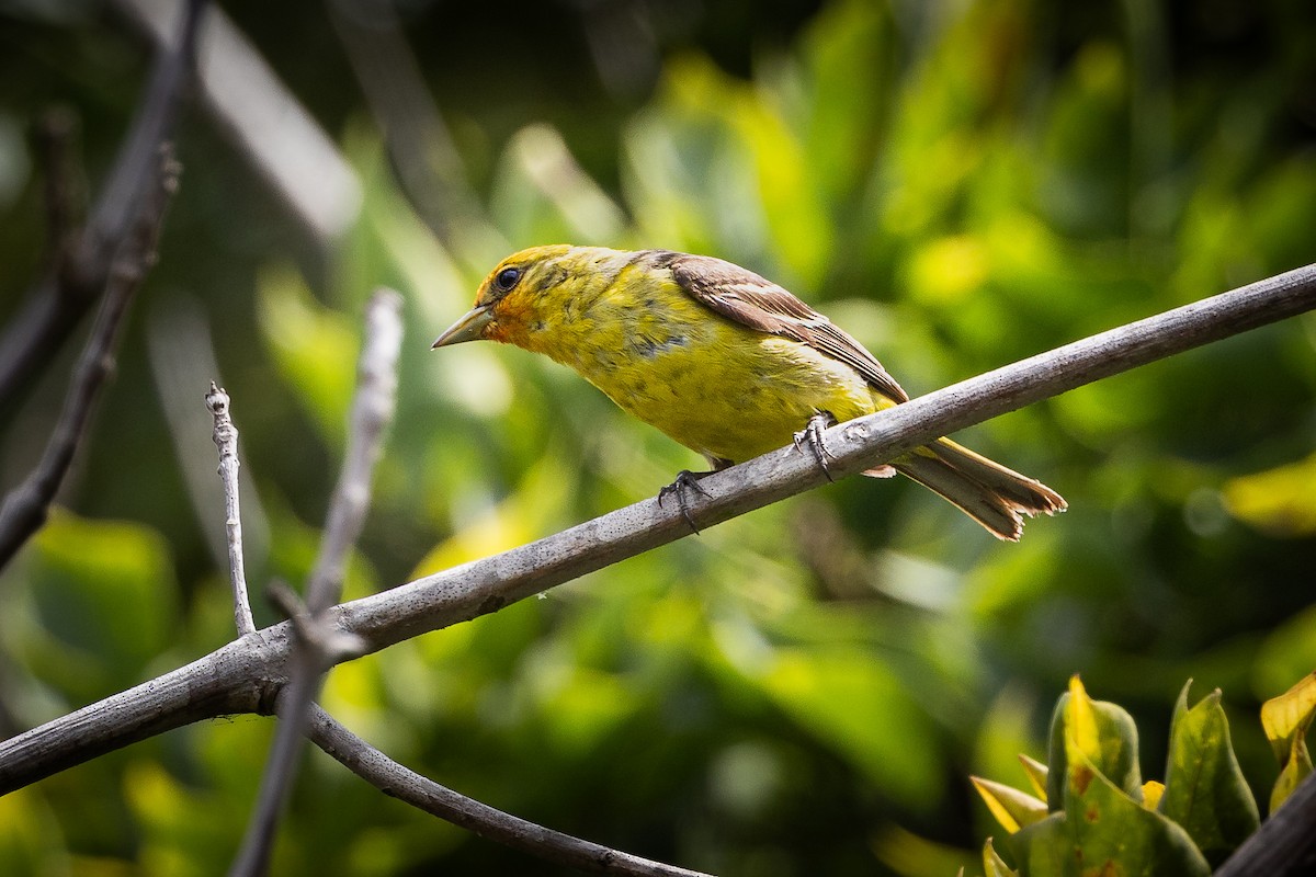 Western Tanager - ML622078256