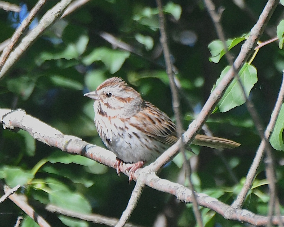 Song Sparrow - ML622078257