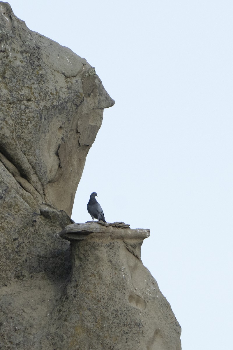 Rock Pigeon (Feral Pigeon) - ML622078258