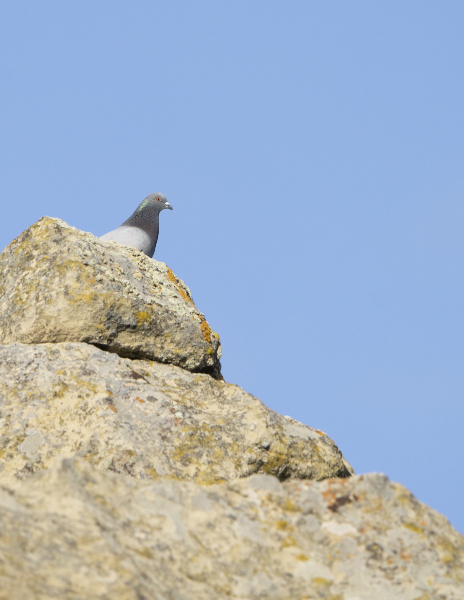 Rock Pigeon (Feral Pigeon) - ML622078259