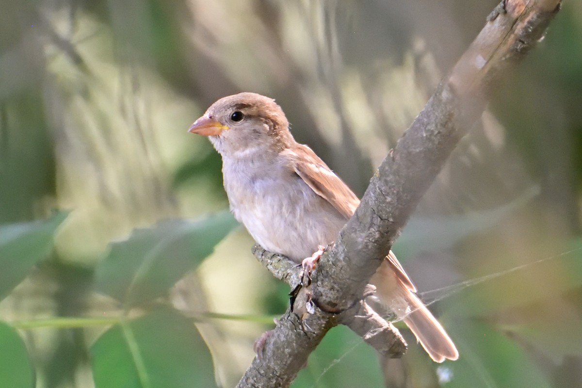 House Sparrow - ML622078263