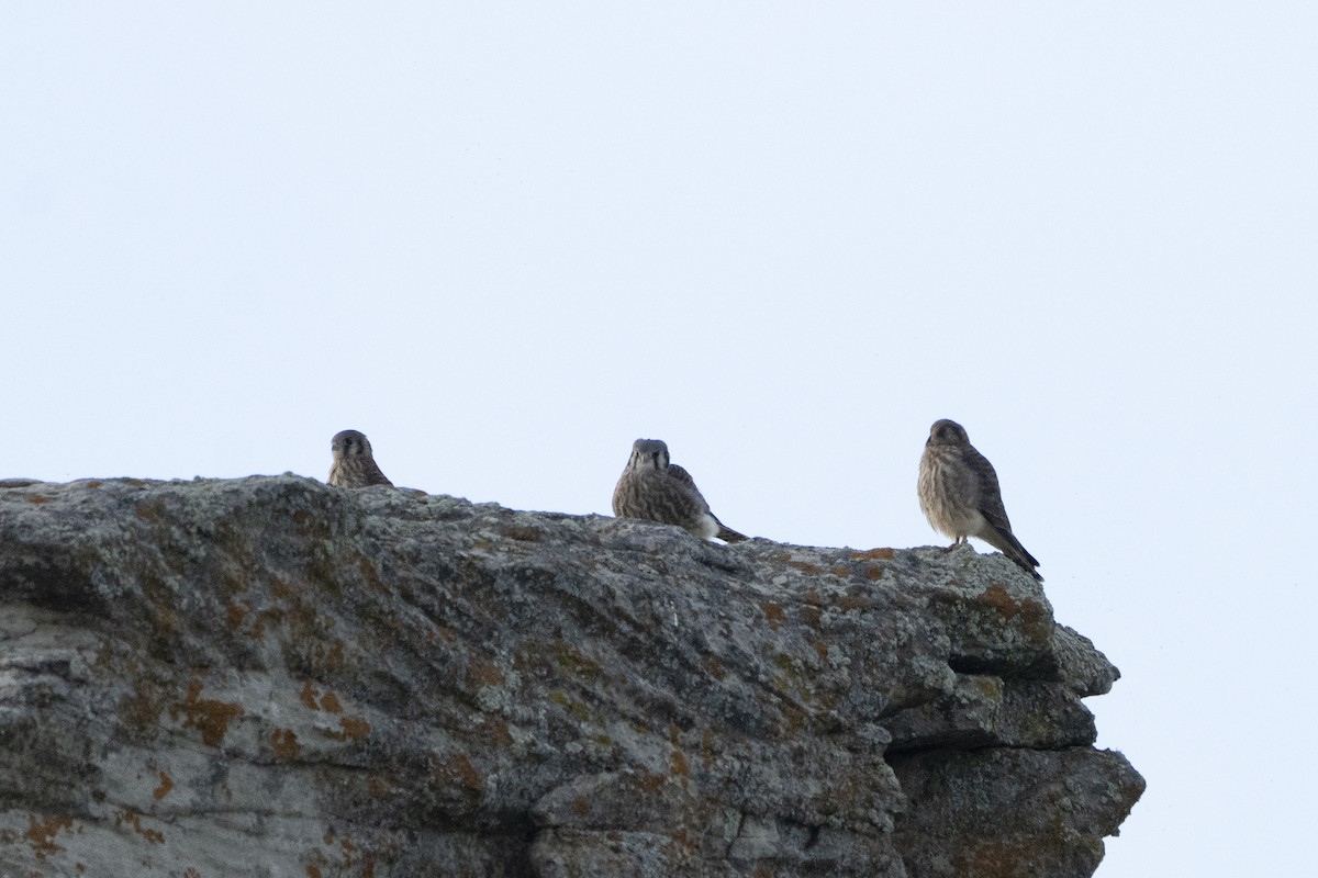 American Kestrel - ML622078271