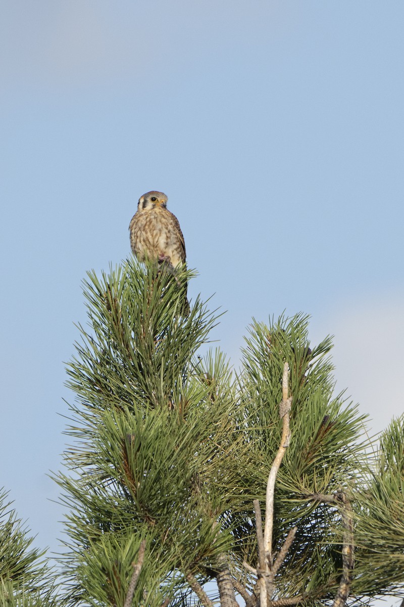 American Kestrel - ML622078272