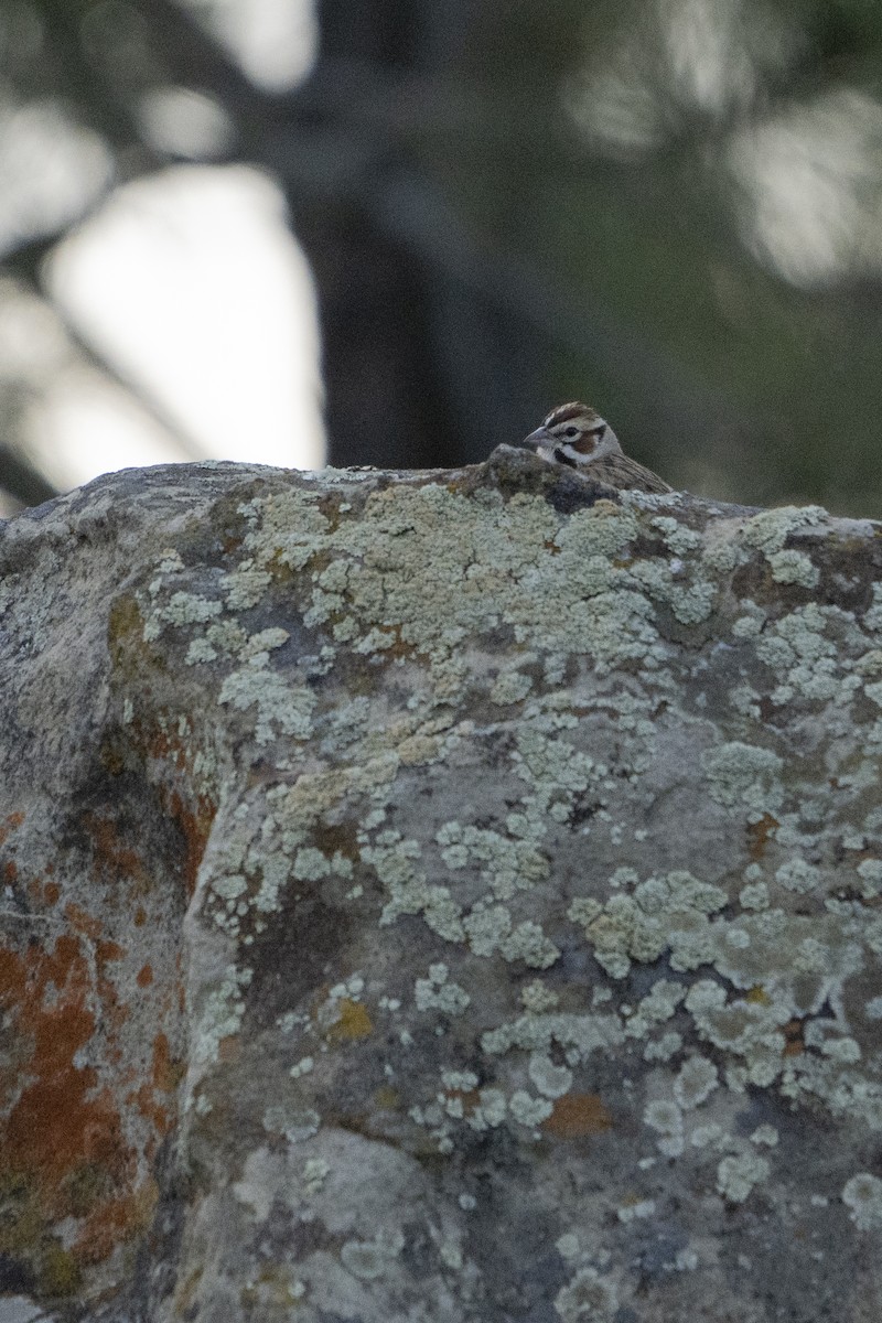 Lark Sparrow - ML622078286