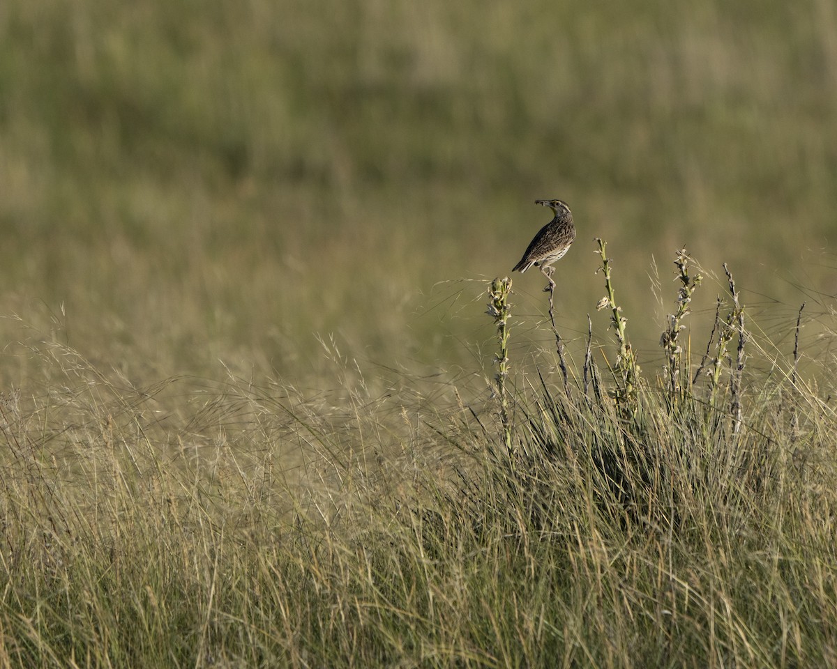 Western Meadowlark - ML622078288