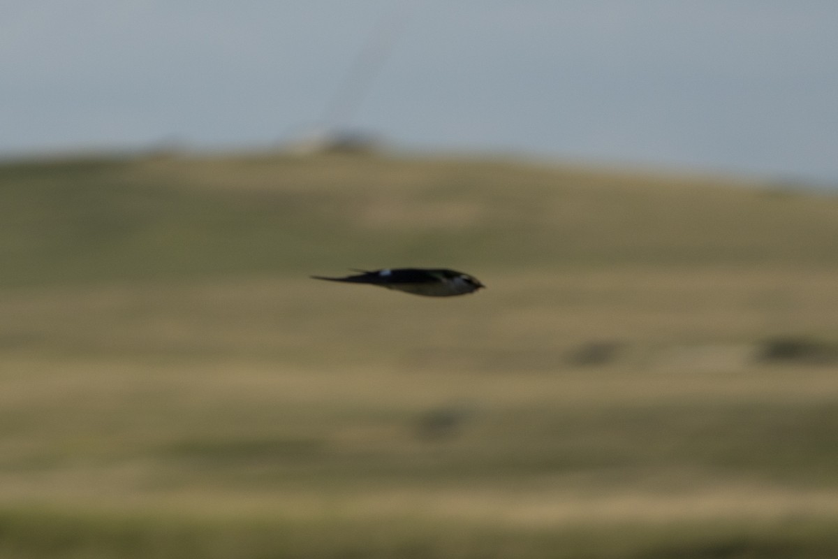 Violet-green Swallow - Kyle Arpke