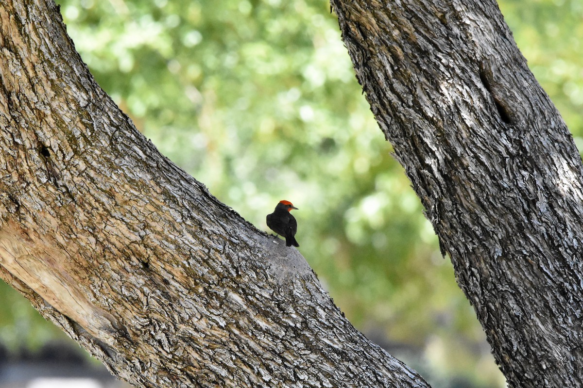 Vermilion Flycatcher - ML622078312