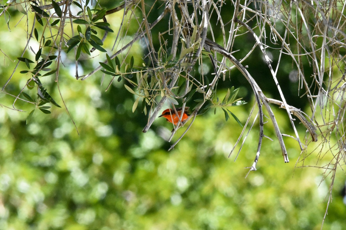 Vermilion Flycatcher - Katy Banning