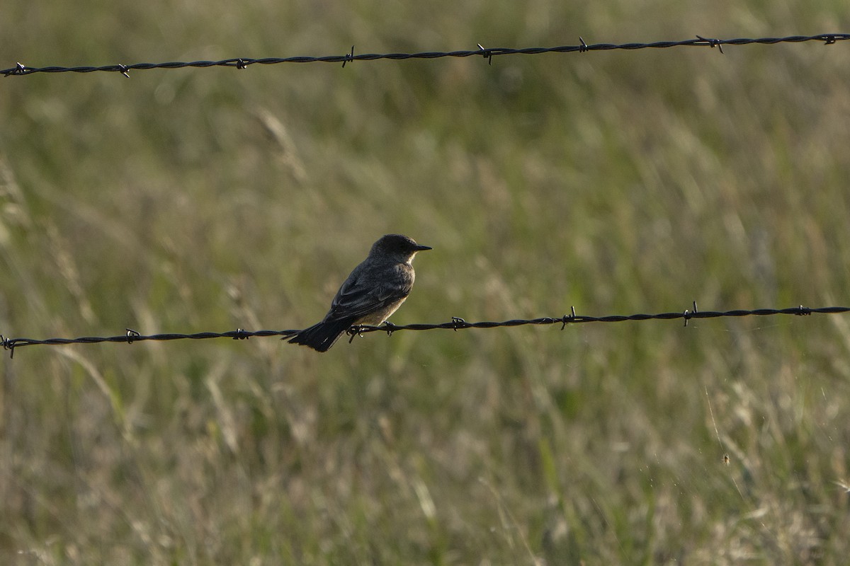 Say's Phoebe - ML622078314