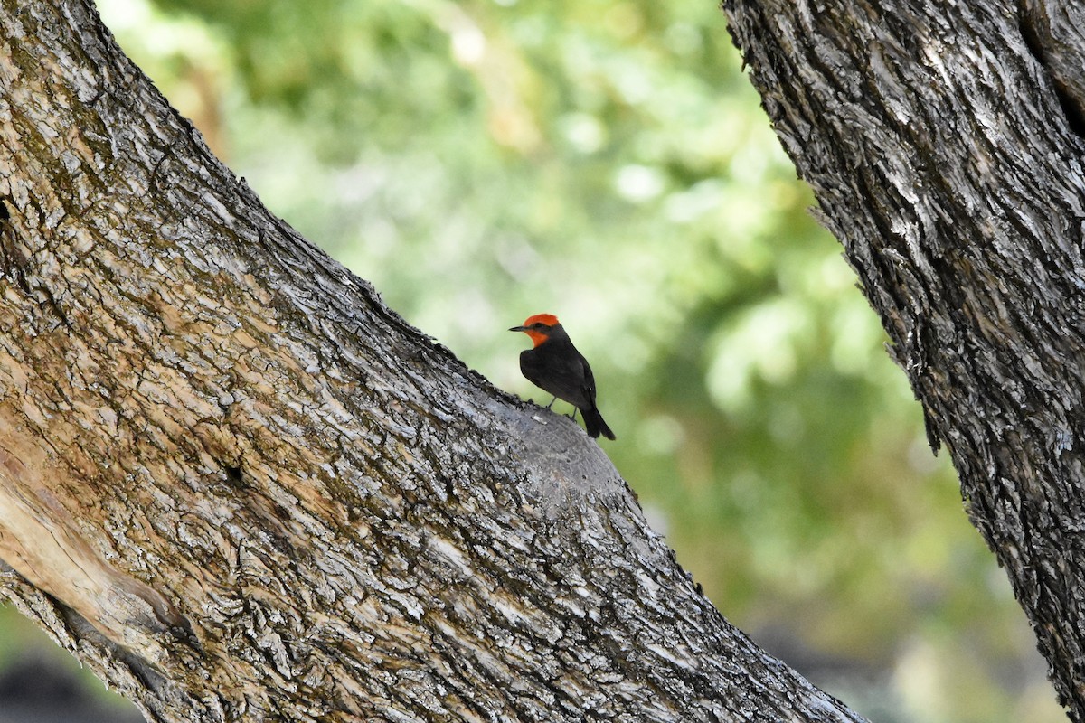 Vermilion Flycatcher - ML622078316