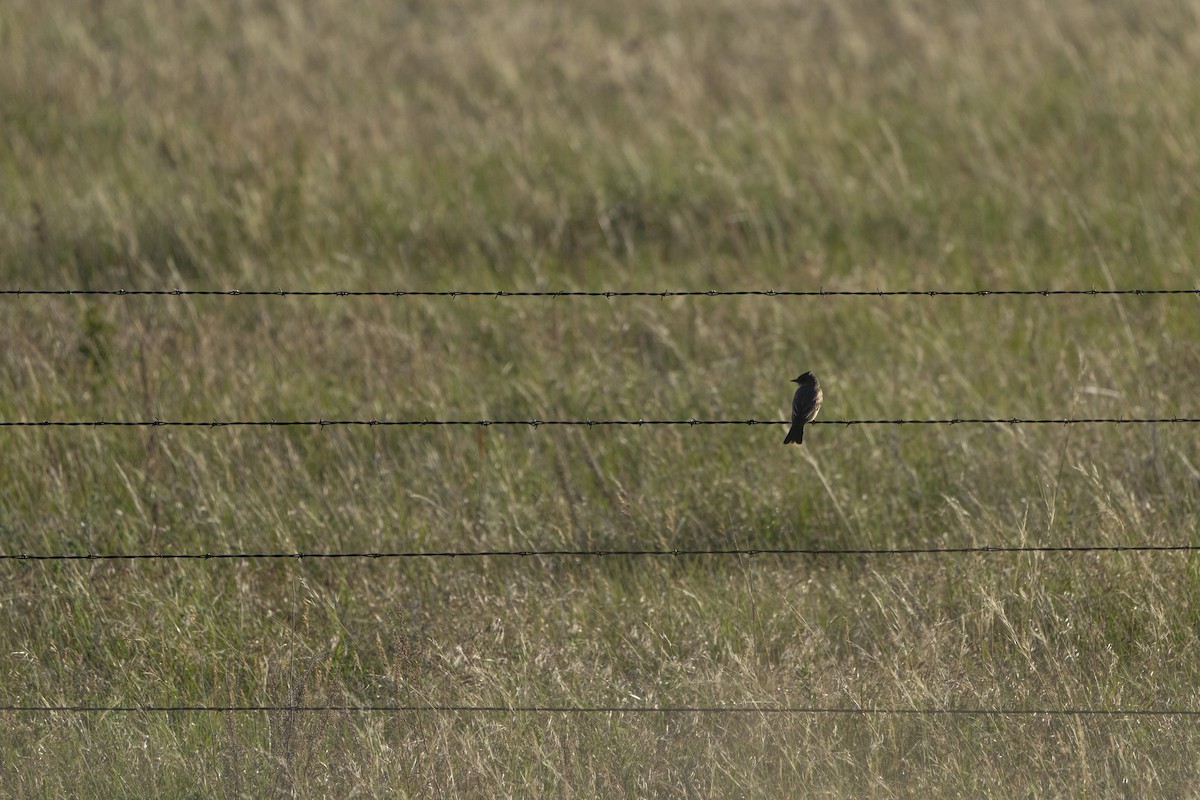 Say's Phoebe - Kyle Arpke