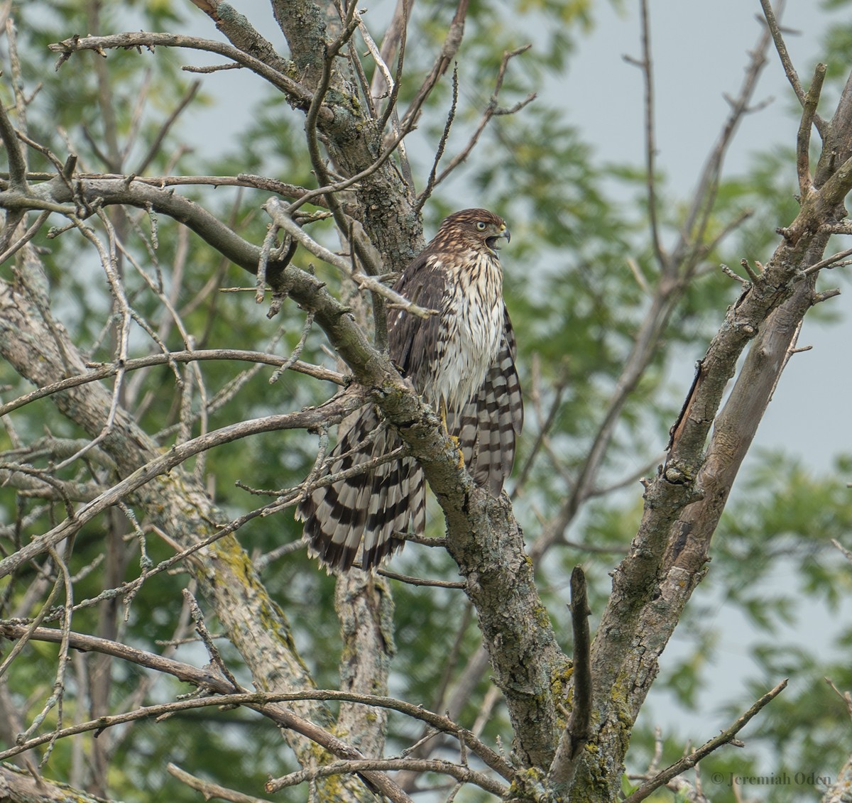 Cooper's Hawk - ML622078319