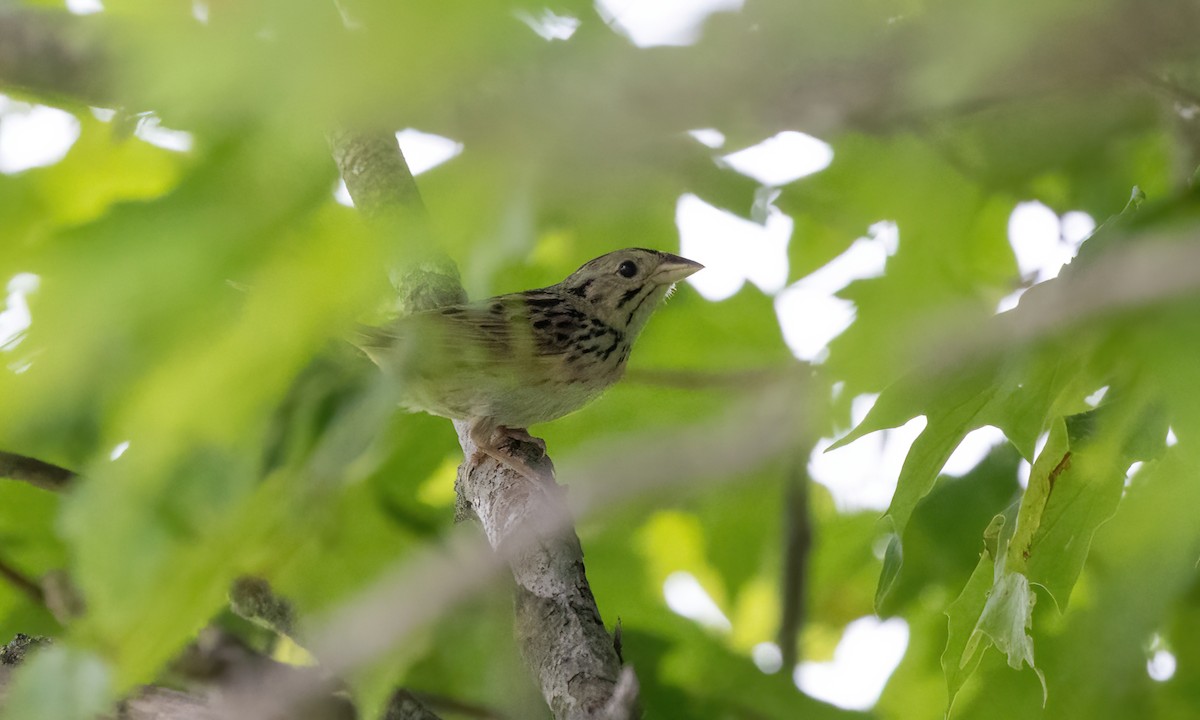 Henslow's Sparrow - ML622078321