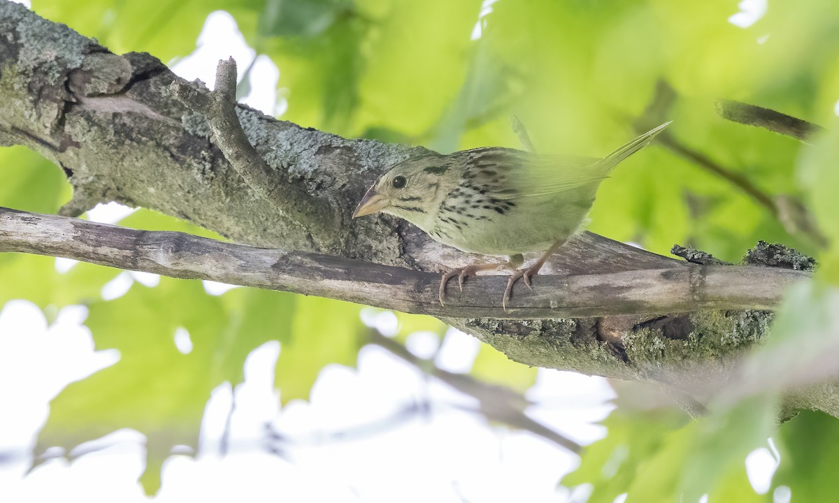 Henslow's Sparrow - ML622078322