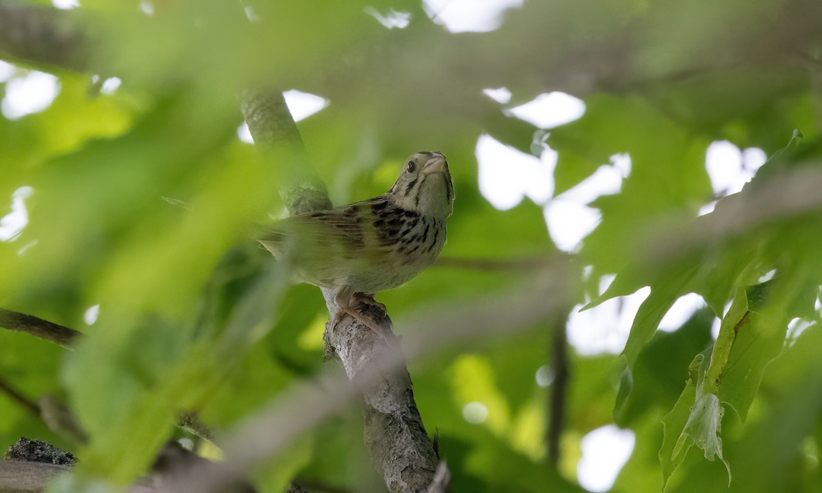 Henslow's Sparrow - Paul Fenwick