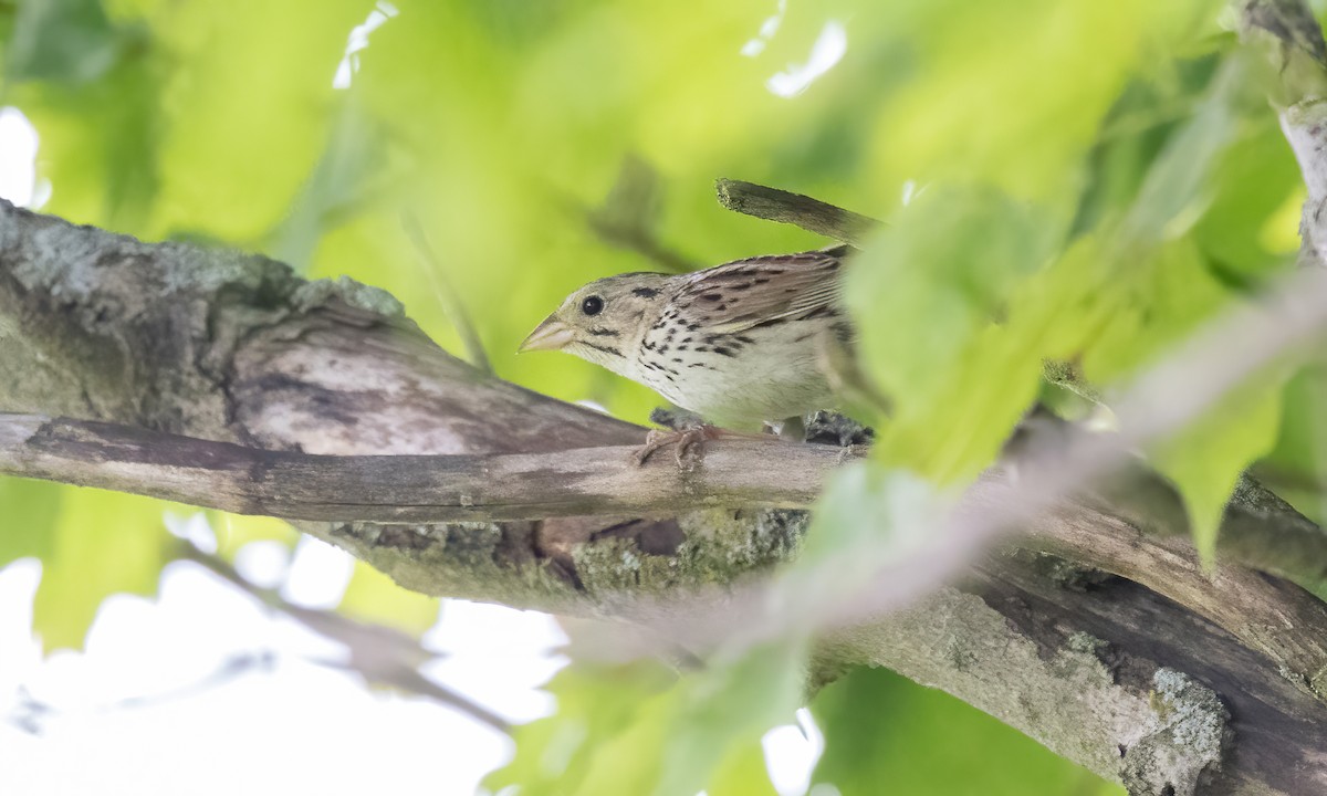 Henslow's Sparrow - ML622078324