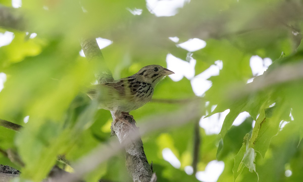 Henslow's Sparrow - ML622078325