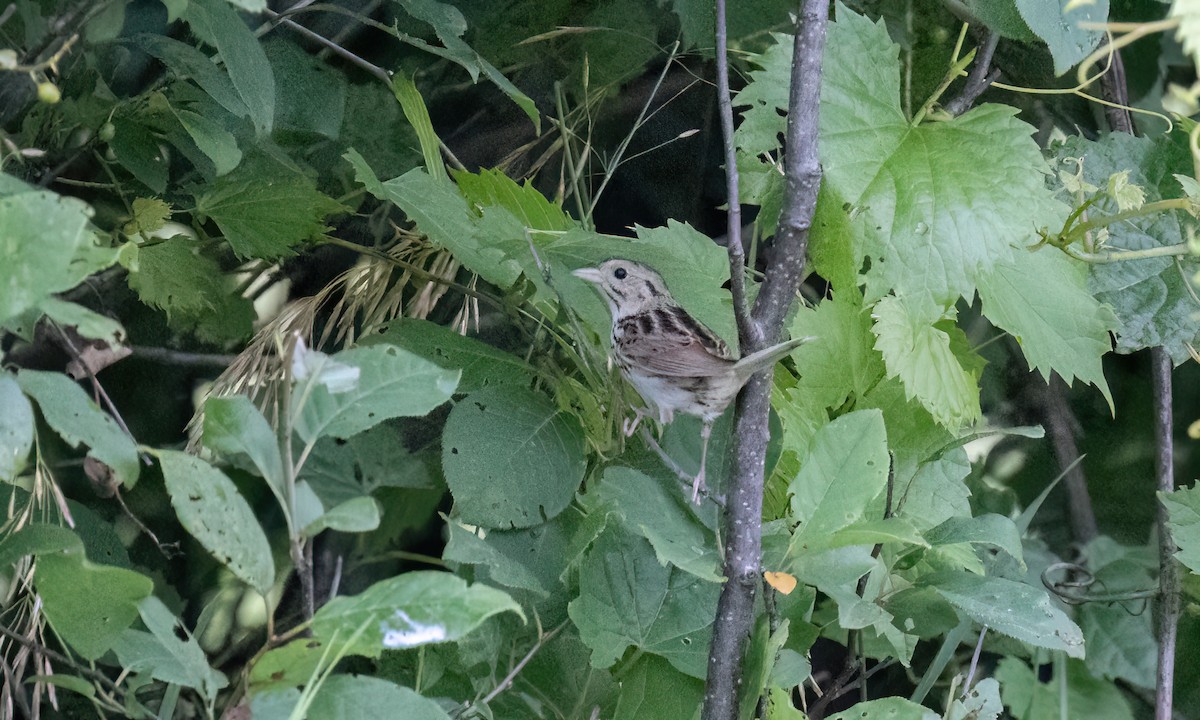 Henslow's Sparrow - ML622078326