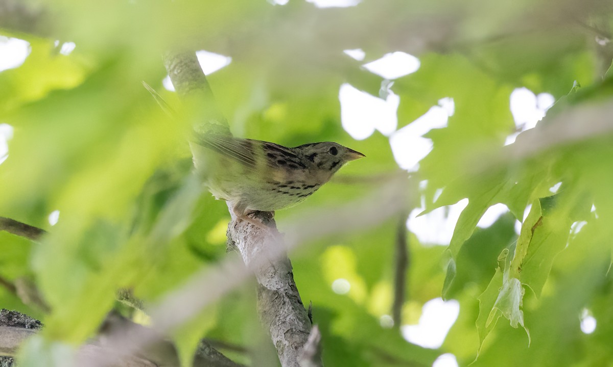 Henslow's Sparrow - ML622078327