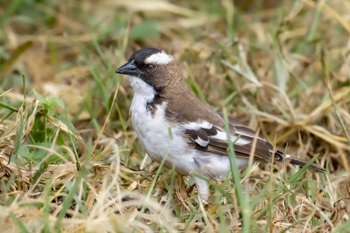 Fischer's Sparrow-Lark - ML622078328