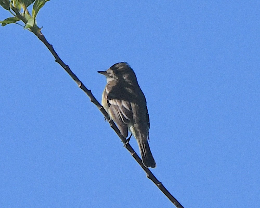 Willow Flycatcher - ML622078329