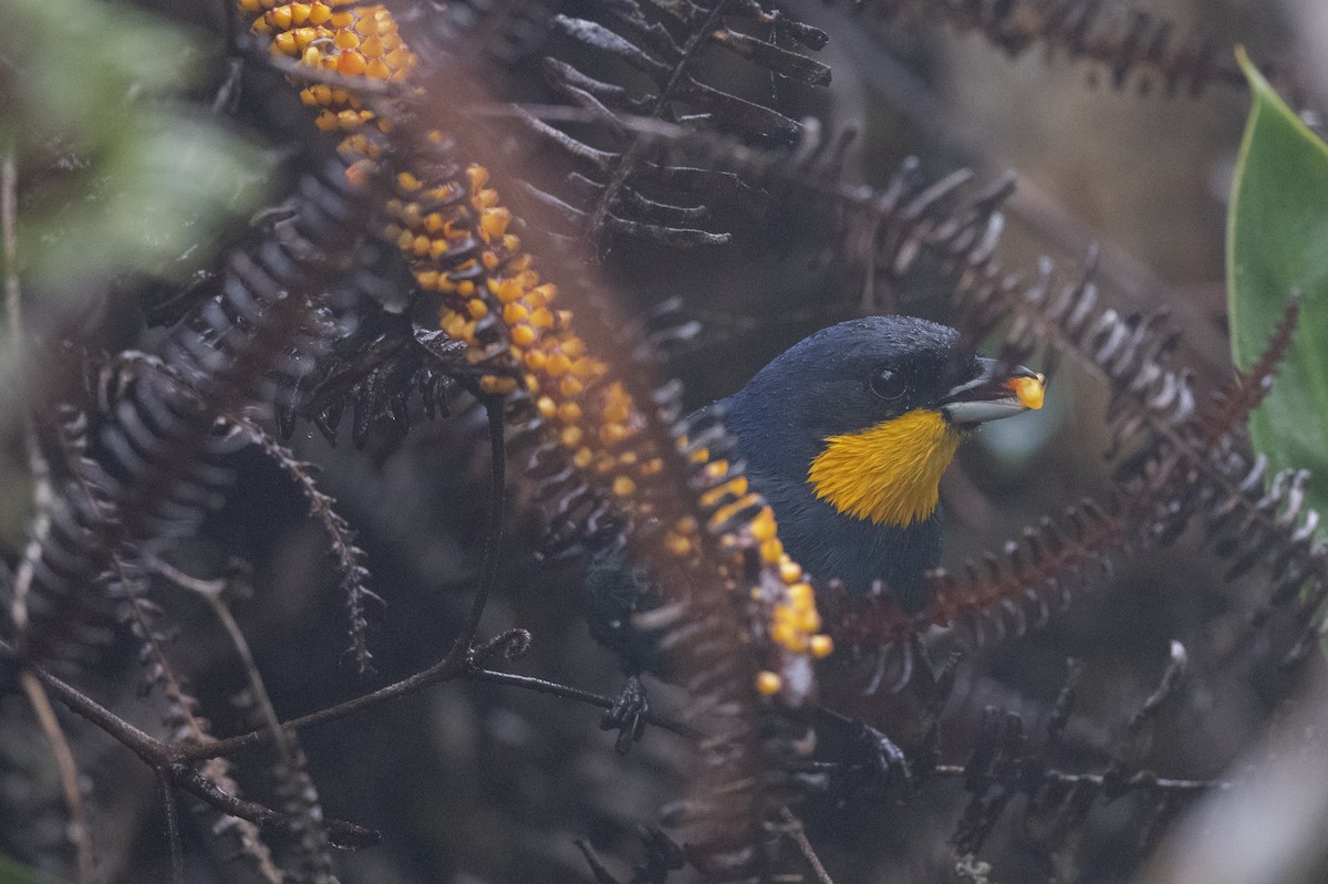 Purplish-mantled Tanager - ML622078330